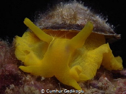 Tylodina perversa
YELLOW by Cumhur Gedikoglu 